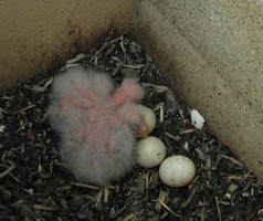 Eastern Rosellas 8 days